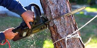 Trusted Tahoe Vista, CA Tree Care Services Experts